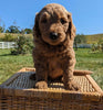 Mini Goldendoodle For Sale Fredericksburg OH Male-Frankie