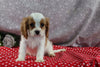 AKC Registered Cavalier For Sale Wooster OH Male-Corey