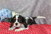 AKC Registered Cavalier For Sale Wooster OH Female-Stella