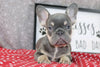AKC Registered French Bulldog For Sale Wooster OH Female-Adrianna