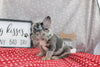 AKC Registered French Bulldog For Sale Wooster OH Male-Ben