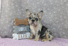 AKC Registered French Bulldog For Sale Wooster OH Female-Beth