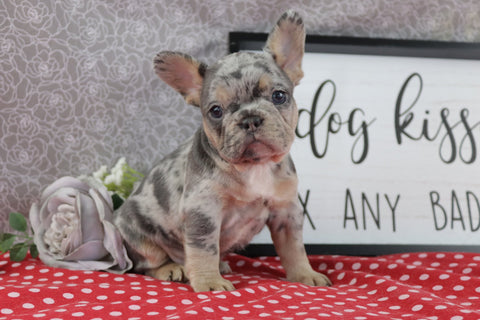 AKC Registered French Bulldog For Sale Wooster OH Female-Kierra