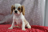 AKC Registered Cavalier For Sale Wooster OH Male-Conlan