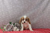 AKC Registered Cavalier For Sale Wooster OH Female-Sora
