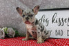 AKC Registered French Bulldog For Sale Wooster OH Female-Penny