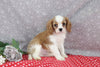AKC Registered Cavalier For Sale Wooster OH Male-Sajey