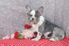 AKC Registered French Bulldog For Sale Wooster OH Male-Nikon