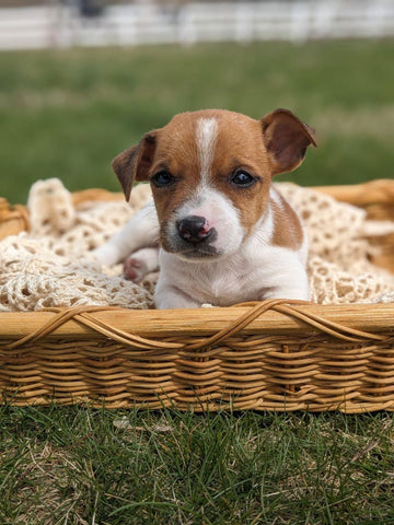 Jack Russell Terrier For Sale Fredericksburg OH Male-Cruz
