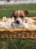 Jack Russell Terrier For Sale Fredericksburg OH Male-Cruz