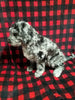 Mini Labradoodle For Sale Millersburg OH Male-Charlie