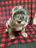 Mini Labradoodle For Sale Millersburg OH Male-Waylon