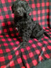 Mini Labradoodle For Sale Millersburg OH Female-Joyce