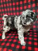 Mini Labradoodle For Sale Millersburg OH Female-Demi