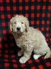 Mini Labradoodle For Sale Millersburg OH Male-Dusty