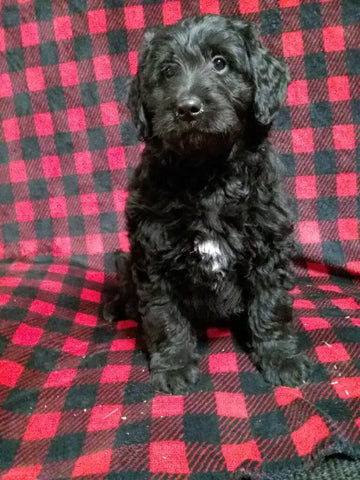 Mini Labradoodle For Sale Millersburg OH Female-Joyce