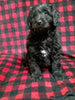 Mini Labradoodle For Sale Millersburg OH Female-Joyce