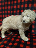 Mini Labradoodle For Sale Millersburg OH Male-Dusty