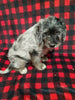Mini Labradoodle For Sale Millersburg OH Male-Waylon