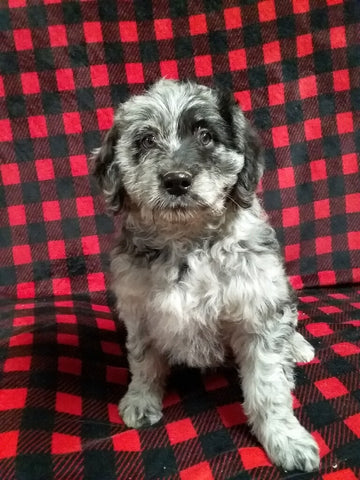 Mini Labradoodle For Sale Millersburg OH Female-Demi