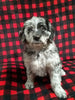 Mini Labradoodle For Sale Millersburg OH Female-Demi
