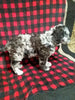 Mini Labradoodle For Sale Millersburg OH Male-Charlie