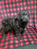 Mini Labradoodle For Sale Millersburg OH Female-Joyce