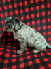 Mini Labradoodle For Sale Millersburg OH Male-Waylon