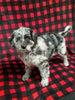 Mini Labradoodle For Sale Millersburg OH Female-Demi