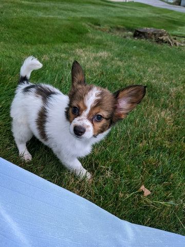 ICA Registered Papillon For Sale Millersburg OH-Prince