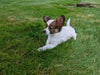 ICA Papillon For Sale Millersburg OH-Rosa