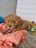 ACA Registered Toy Poodle For Sale Sugarcreek OH Female-Mia