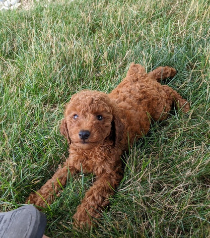 AKC Registered Mini Poodle For Sale Millersburg OH Male-Tanner