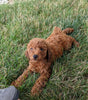 AKC Registered Mini Poodle For Sale Millersburg OH Male-Tanner