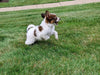 ICA Papillon For Sale Millersburg OH-Frankie