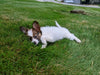 ICA Papillon For Sale Millersburg OH-Rosa