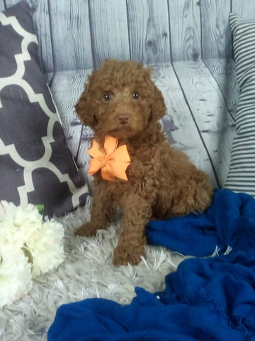 Cockapoo For Sale Sugarcreek OH Male-Woodson