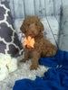 Cockapoo For Sale Sugarcreek OH Male-Woodson