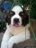 AKC Registered Saint Bernard For Sale Sugarcreek OH Male-Chief