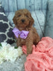 Cockapoo For Sale Sugarcreek OH Female-Lindsay