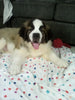 AKC Registered Saint Bernard For Sale Sugarcreek OH Male-Brutus