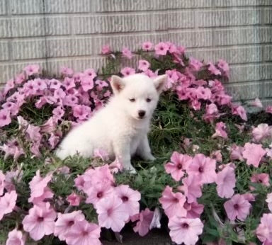 Pomsky For Sale Holmesville OH Female-Sandy