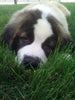 AKC Registered Saint Bernard For Sale Sugarcreek OH Male-Brutus