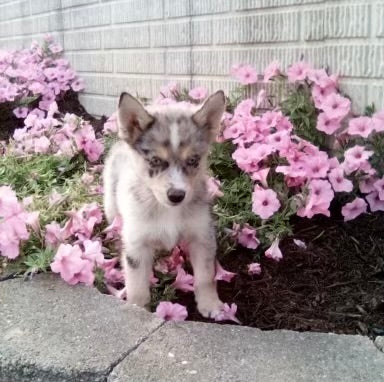 Pomsky For Sale Holmesville OH Female-Susie – AC Puppies LLC