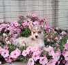 Pomsky For Sale Holmesville OH Female-Susie