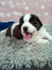 AKC Registered Saint Bernard For Sale Sugarcreek OH Male-Max
