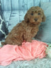 Cockapoo For Sale Sugarcreek OH Female-Charlotte