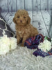 Cockapoo For Sale Sugarcreek OH Female-Lily