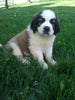 AKC Registered Saint Bernard For Sale Sugarcreek OH Male-Chief