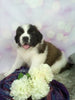AKC Registered Saint Bernard For Sale Sugarcreek OH Female-Zoe